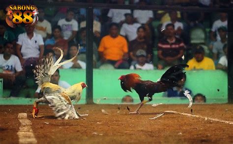 sabong philippines full fight.